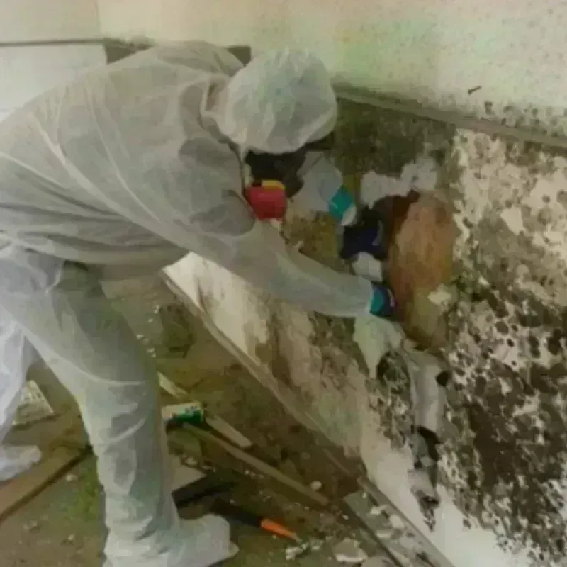 Mold Remediation and Removal in Cashmere, WA